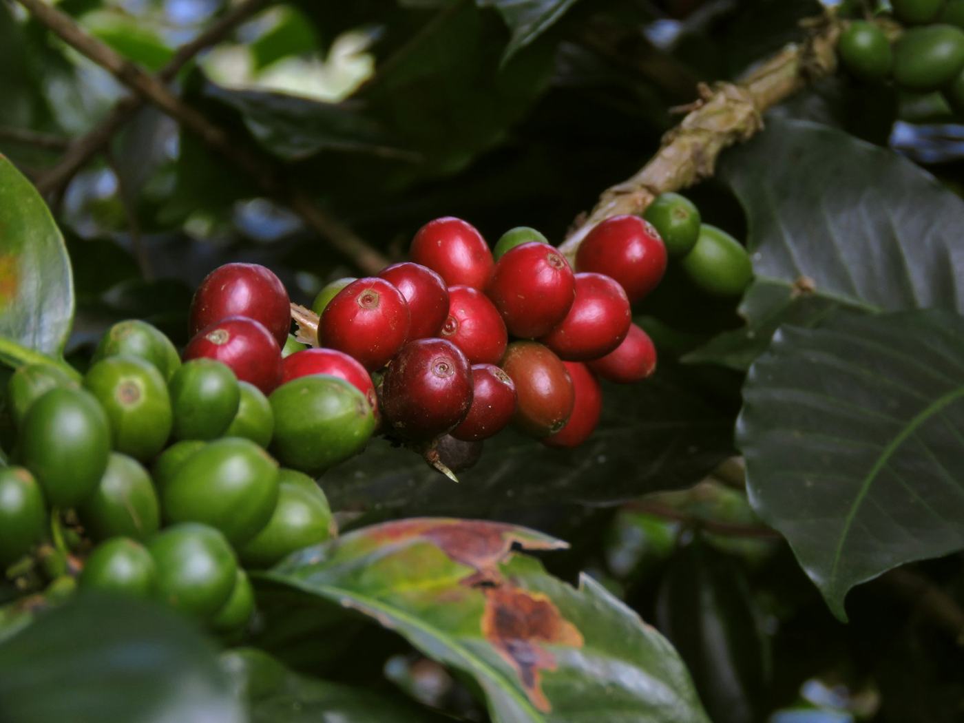 Grãos de café maduros e verdes no galho