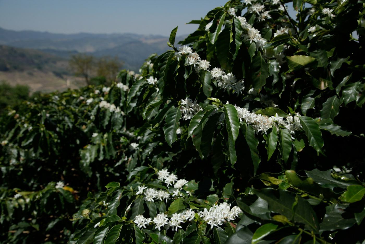 Cafezal em florada