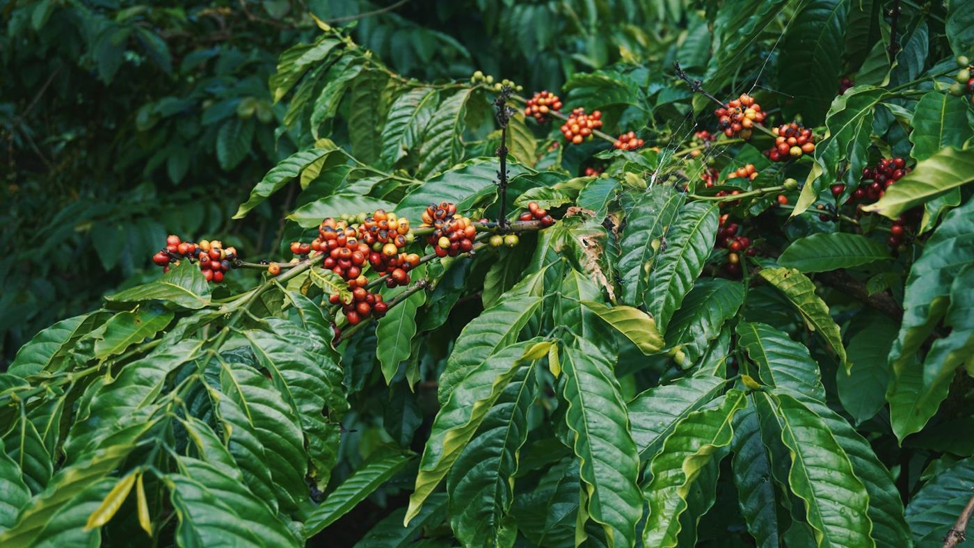 Ramo de café com folhas e grãos em formação