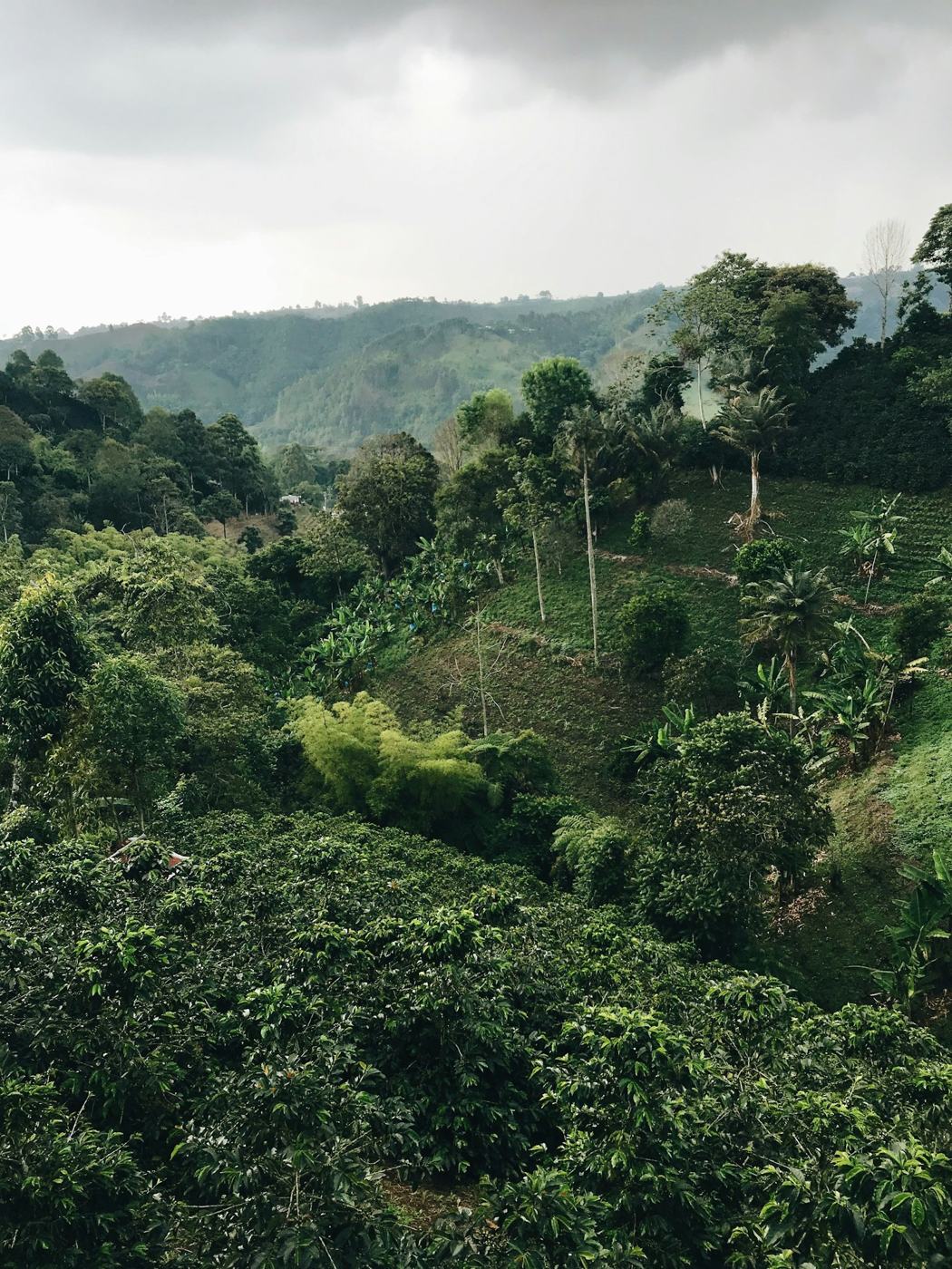 Lavoura de café em área de morro