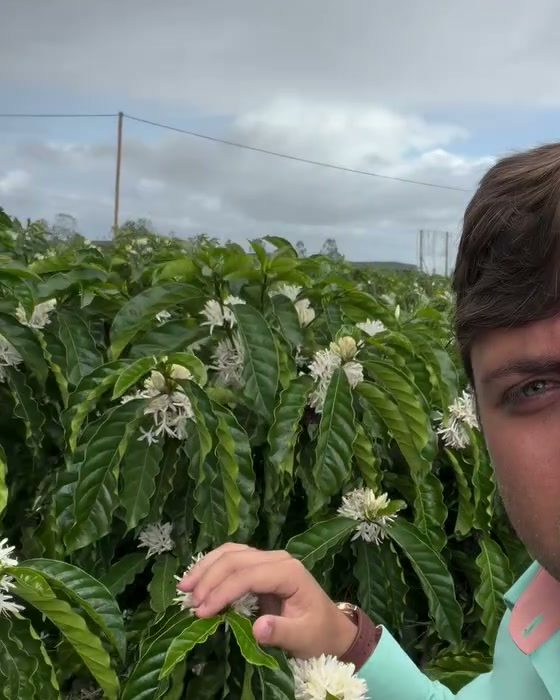 Mão do Higor mostrando a florada do café