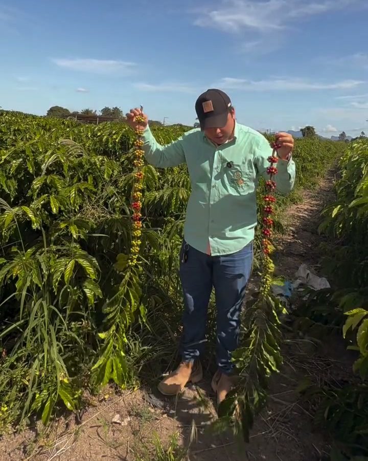 Higor segurando duas ramas carregadas de café conilon no meio da lavoura