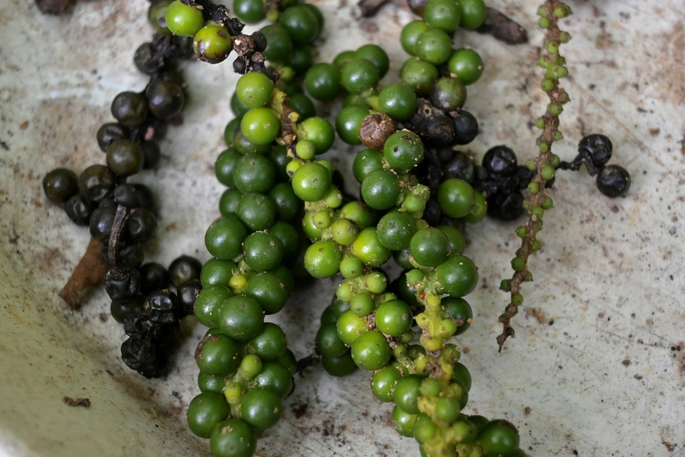 Cachos de pimenta-do-reino verde e madura