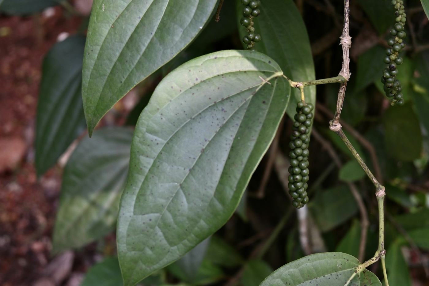 Pé de pimenta-do-reino com cachos verdes
