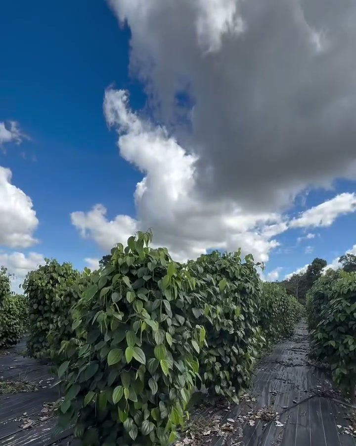 Lavoura de pimenta-do-reino com céu azul