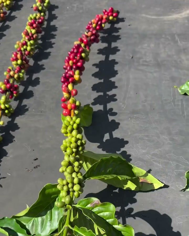 Ramas de café conilon com grãos maduros e verdes enfileiradas