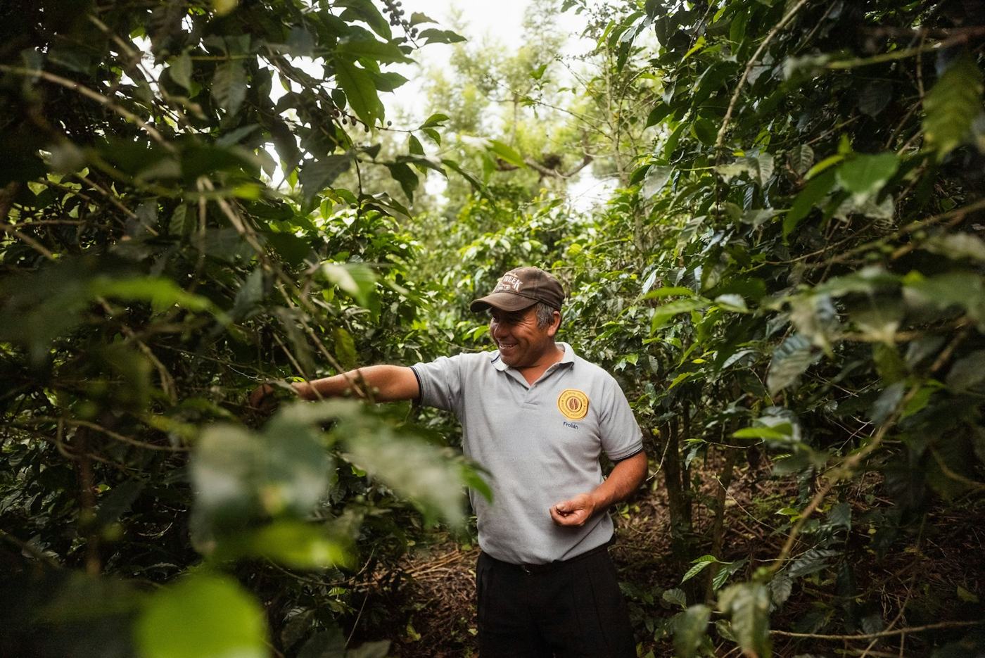Técnico mostrando a lavoura de café durante uma visita